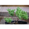 Jałowiec rozesłany Nana - Juniperus procumbens 0025