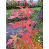 Klon ściętolistny - Acer truncatum