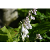 Funkia T- REX - Hosta