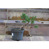 Jałowiec chiński Shimpaku - Juniperus chinensis 0089