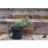 Jalowiec łuskowy Holger - Juniperus squamata 0005