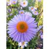Aster tongolski-Aster tongolensis