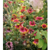 Gailardia niska-Gaillardia aristata