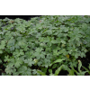 Bodziszek versicolor - Geranium