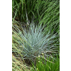 Wydmuchrzyca Magellana - Elymus magellanicuss