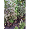 Jabłoń purpurowa-Malus purpurea