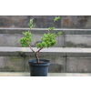 Jałowiec chiński Shimpaku - Juniperus chinensis 0081