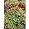 Macierzanka piaskowa Magic Carpet - Thymus serpyllum