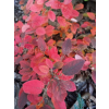 Fotergilla olszolistna Harold Epstein-Fothergilla gardenii