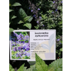 Kocimiętka żyłkowa Neptune - Nepeta nervosa
