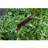 Drakunkulus zwyczajny - Dracunculus vulgaris