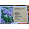 Rozchodnik okazały Meteor - Sedum spectabile