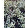 Trzmielina Emerald Gaiety-Euonymus fortunei