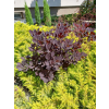 Perukowiec podolski Lilla-Cotinus coggygria