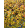 Tawuła japońska Goldflame - Spiraea japonica