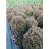 Żywotnik zachodni Teddy - Thuja occidentalis