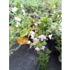 Macierzanka piaskowa-Thymus serpyllum