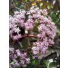 Bez czarny Black Beauty-Sambucus nigra
