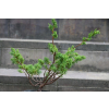 Jałowiec chiński Shimpaku - Juniperus chinensis 0084