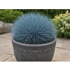 Kostrzewa sina Blue Select - Festuca glauca
