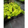 Tojeść rozesłana Goldilocks-Lysimachia nummularia