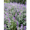 Kocimiętka-Nepeta
