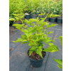 Malina okazała Olympic Double - Rubus spectabilis