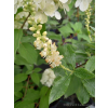 Orszelina olcholistna Clea-Clethera alnifolia