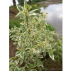 Dereń rozłogowy White Gold-Cornus sericea