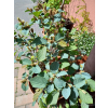 Fotergilla mieszańcowa Blue Shadow-Fothergilla x intermedia