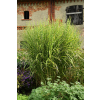 Miskant chiński Zebrinus - Miscanthus sinensis