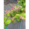 Kolkwicja chińska Rosea-Kolkwitzia amabilis