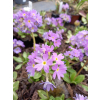 Pierwiosnek ząbkowany-Primula denticulata