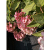 Hortensja Harry's Souvenir-Hydrangea paniculata