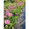 Aster alpejski różowy-Aster alpinus