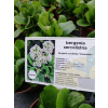 Bergenia sercolistna Snowtime - Bergenia cordifolia