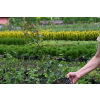 Klon polny - Acer campestre