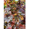 Berberys Thunberga Atropurpurea-Berberis thunbergii