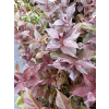 Krzewuszka cudowna Black Ruby-Weigela florida