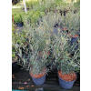 Wierzba purpurowa Nana - Salix purpurea Nana