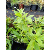 Dzielżan jesienny-Helenium autumnale