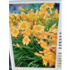 Liliowiec ogrodowy Stella d`Oro - Hemerocallis Stella d`Oro