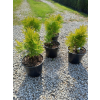 Żywotnik zachodni Golden Globe-Thuja occidentalis