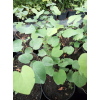 Judaszowiec kanadyjski-Cercis canadensis