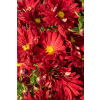 Złocień ogrodowy Duchess of Edinburgh - Chrysanthemum hybrida
