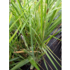 Turówka wonna-Hierochloe odorata