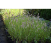 Rozplenica japońska Hameln Gold - Pennisetum alopecuroides