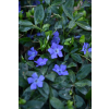 Barwinek pospolity - Vinca minor Barwinek pospolity - Vinca minor