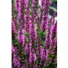 Szałwia omszona Pink Paradise - Salvia nemorosa