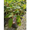 Hortensja kosmata Macrophylla-Hydrangea aspera